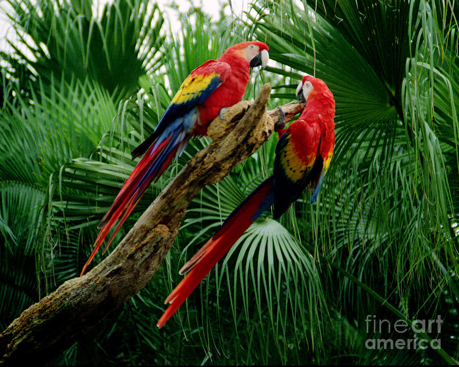 Macaws Photograph by Tom Brickhouse