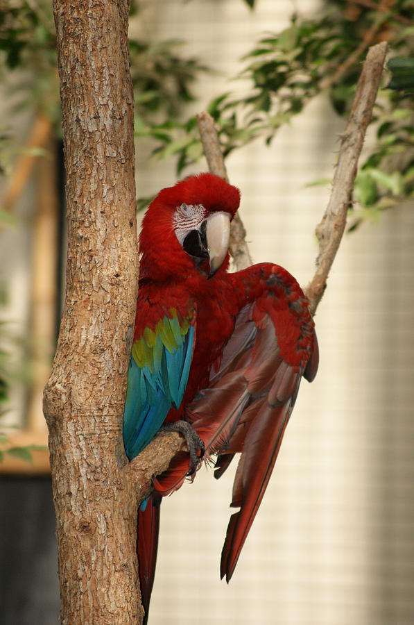 Bird Photograph - Maccraw by Heidi Poulin Bird Photograph - Maccraw by Heidi Poulin