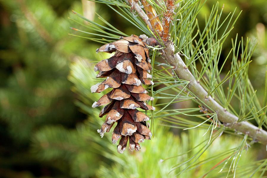 Nature Photograph - Macedonian Pine (pinus Peuce) Cone by Bob Gibbons