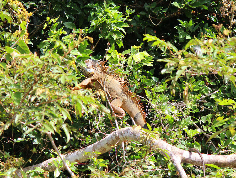 Macho Iguana Photograph by Lorraine Baum