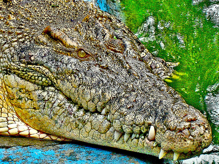 Macho. King-crocodile. Photograph