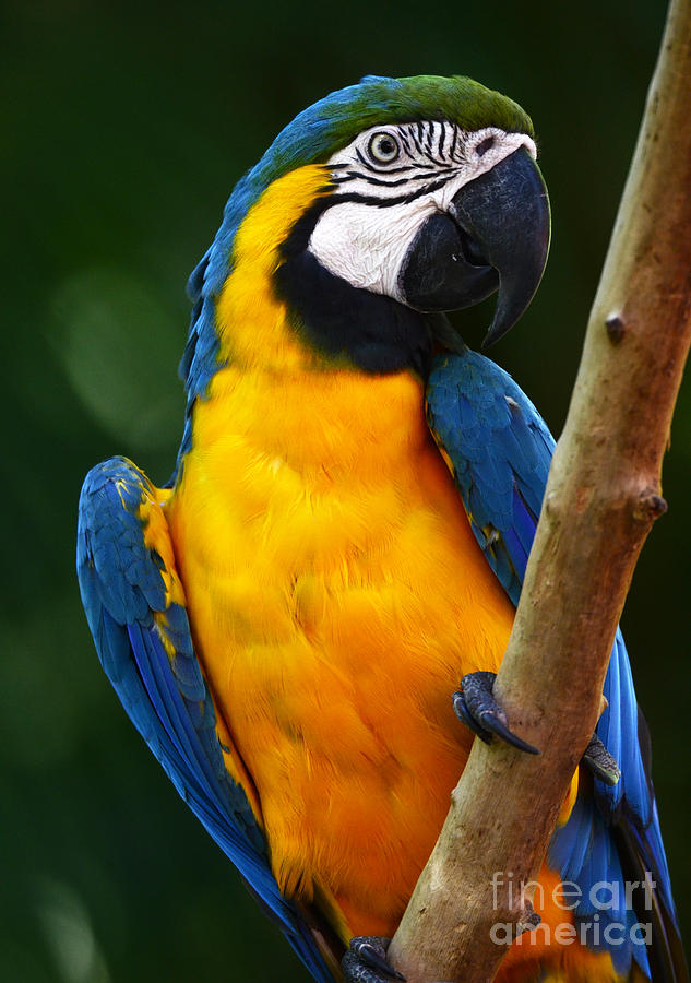 Bird Photograph - Mackaw Brazil by Bob Christopher
