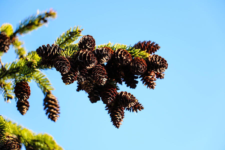 Mackenzie Marsh Pine Cones Photograph by Jordyn Lohn - O'Connor - Fine ...