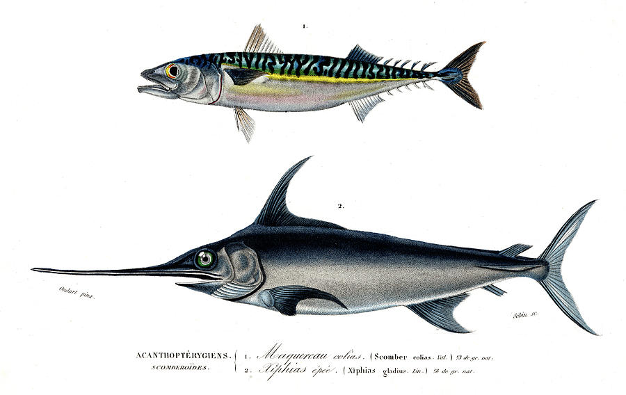Mackerel And Swordfish by Collection Abecasis