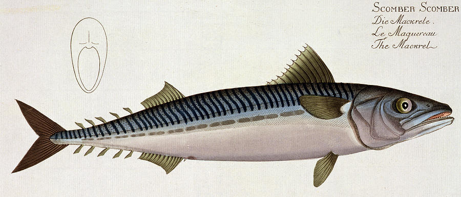 Andreas Ludwig Kruger Painting - Mackerel by Andreas Ludwig Kruger