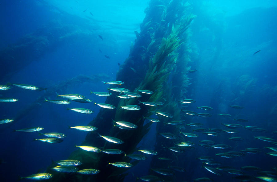 Mackerel In Kelp Beds Photograph by Greg Ochocki
