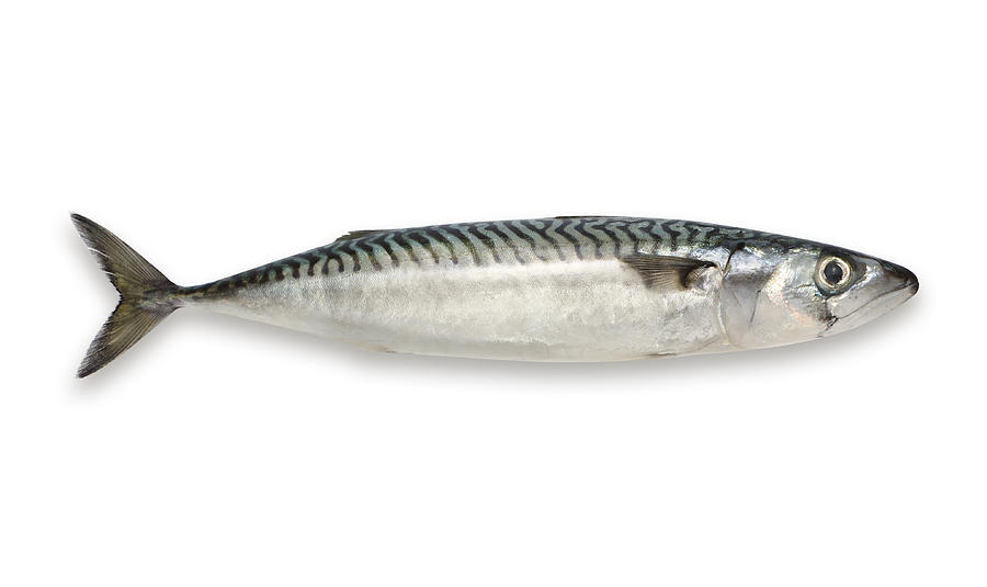 Mackerel isolated on white background Photograph by Hdere