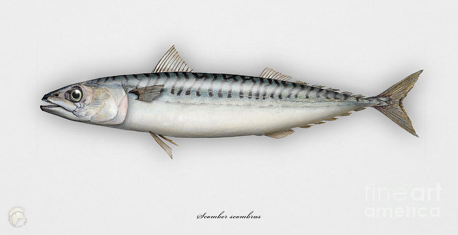 Mackerel Scomber Scombrus  - Maquereau - Caballa - Sarda - Scombro - Makrilli - Seafood Art Painting