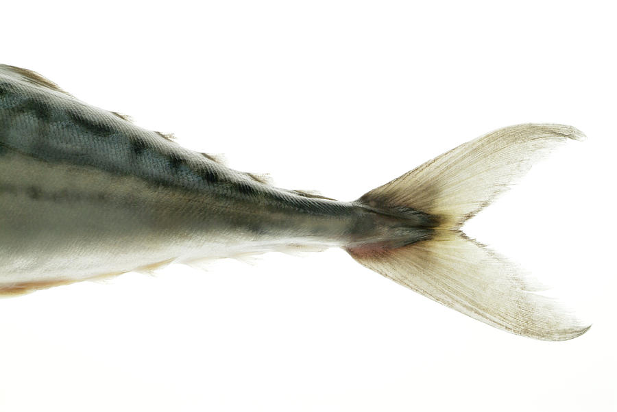 Fish Photograph - Mackerel Tail by Uk Crown Copyright Courtesy Of Fera/science Photo Library