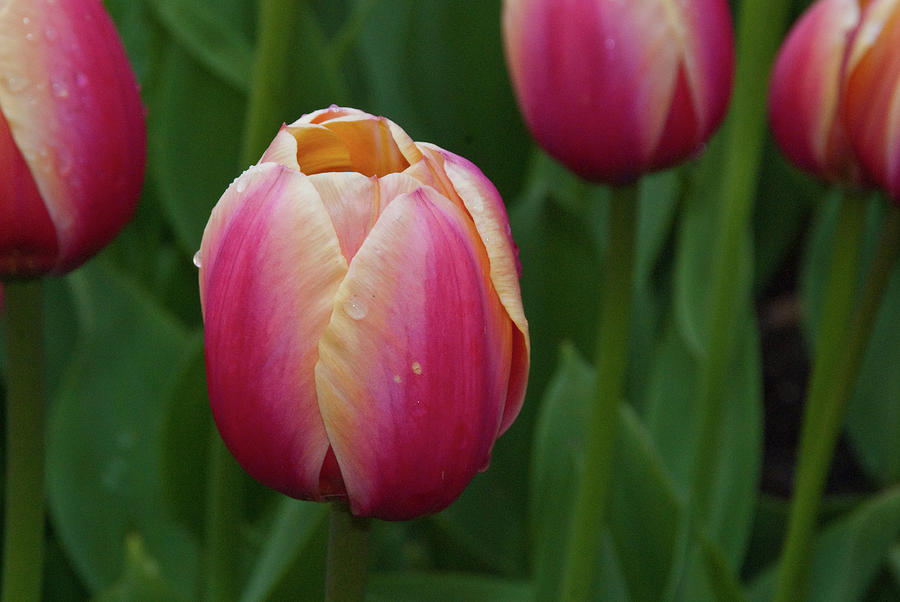 Mackinac Tulip 10386 Photograph by Guy Whiteley