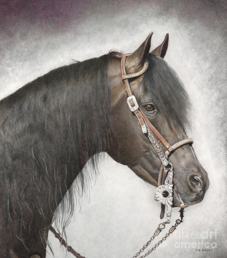 Horse Drawing - Maclintock V by Helen Bailey
