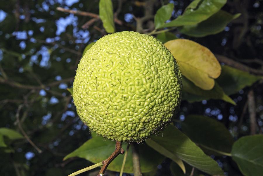 Maclura pomifera Photograph by Science Photo Library - Pixels