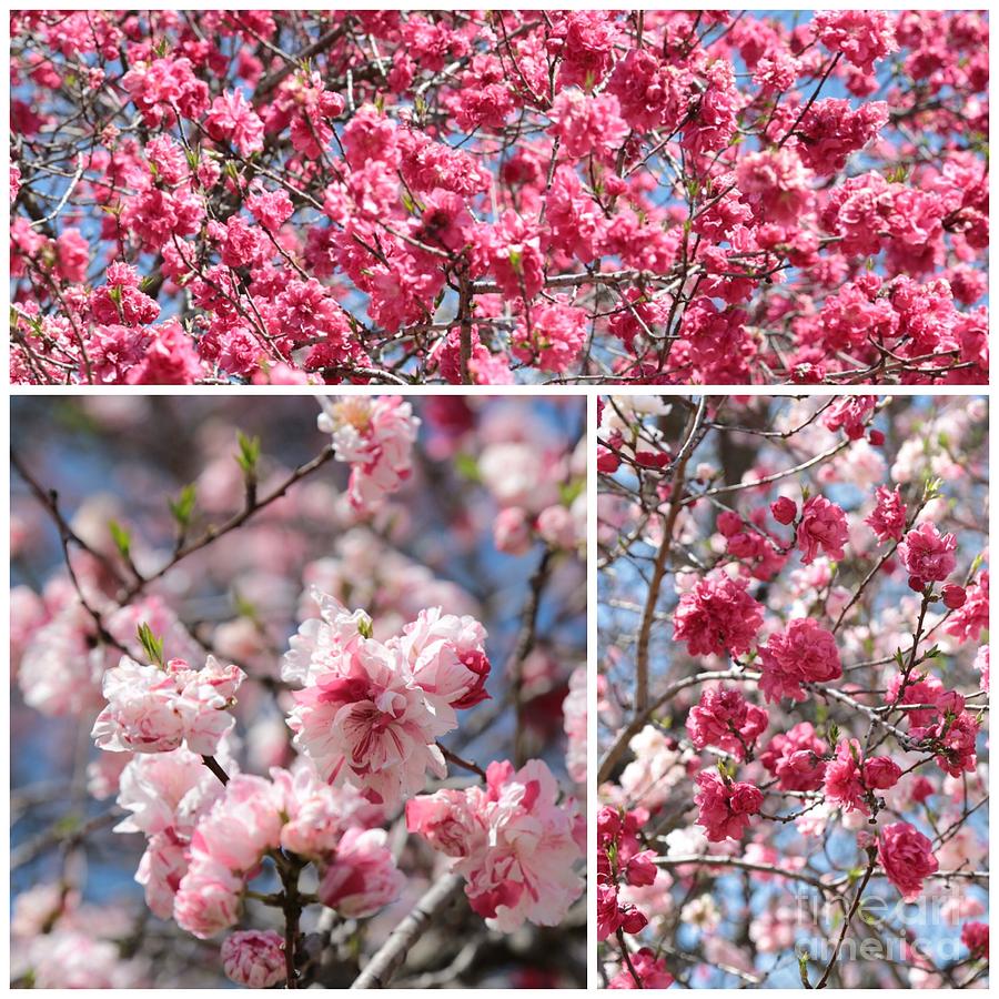 Macon Blossoms Collage Photograph by Carol Groenen