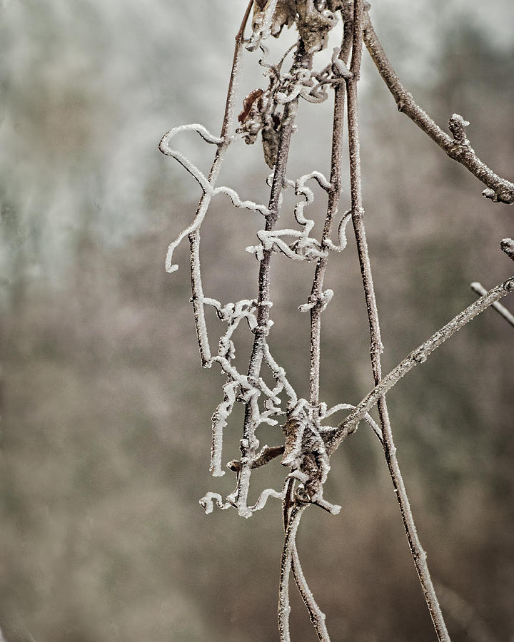 Macrame Frost Photograph by Sue Capuano