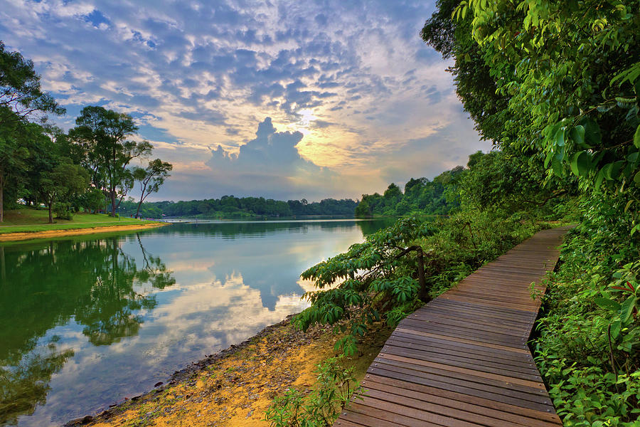 Macritchie Reservoir Park, Singapore Photograph by Photography By Spintheday
