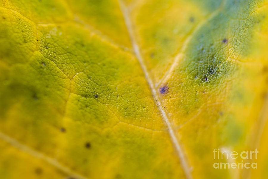 Macro Autumn Leaf Photograph by David Haskett II