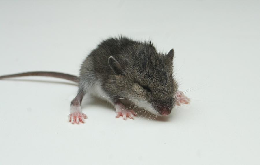 Macro Mouse Photograph by Barbara S Nickerson