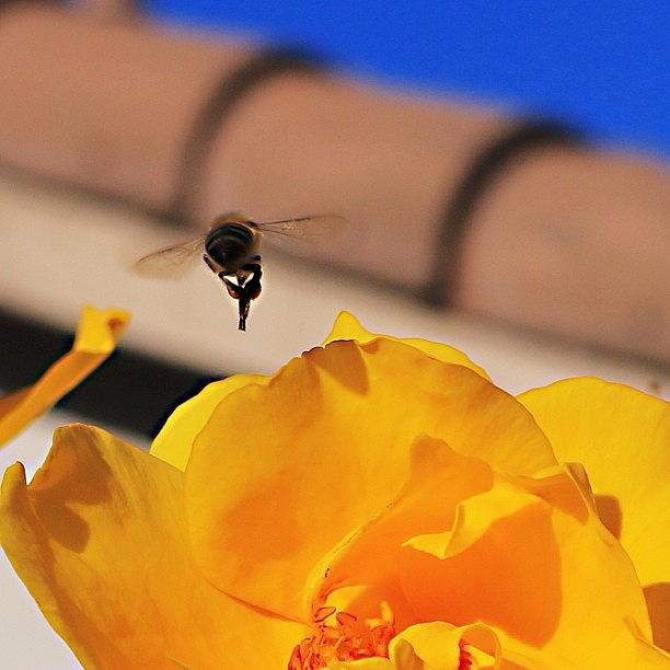 Nature Photograph - #macro #bee #floweroftheday by Mark Jackson