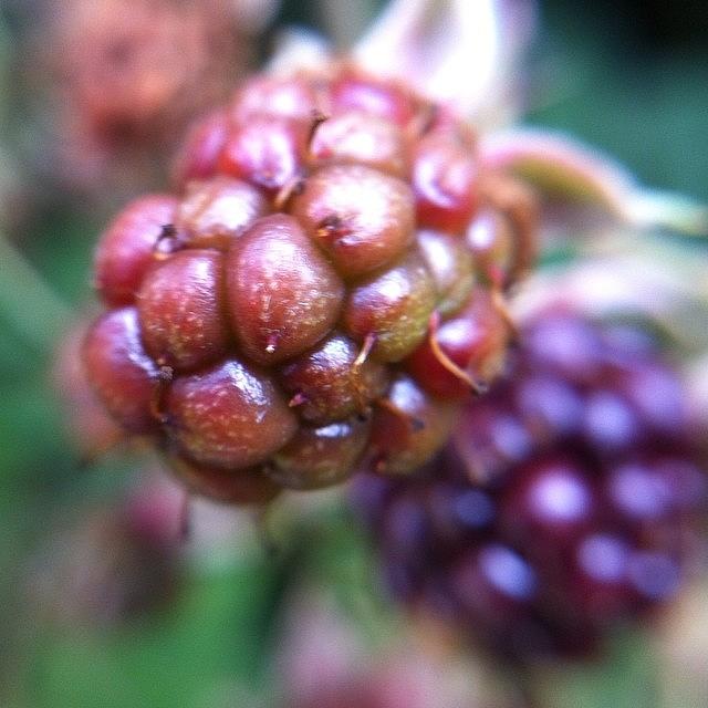 Macro Photograph - #macro #blackberries #iphoneography by Ariadne Blue