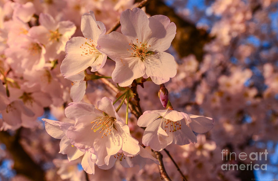 Macro Blossoms in Sunset Glow Photograph by Jeff at JSJ Photography