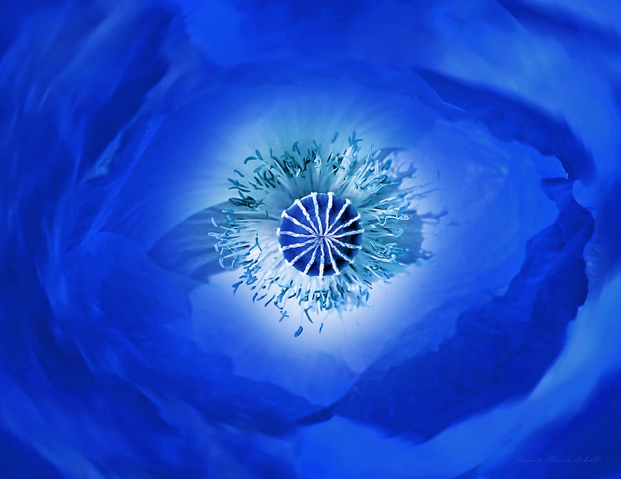 Poppy Photograph - Macro Blue Poppy Flower Abstract by Jennie Marie Schell
