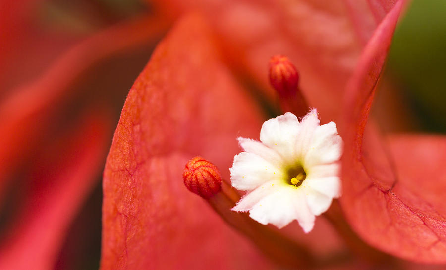 Macro Bougainvillea bloom 1 Photograph by Leigh Anne Meeks