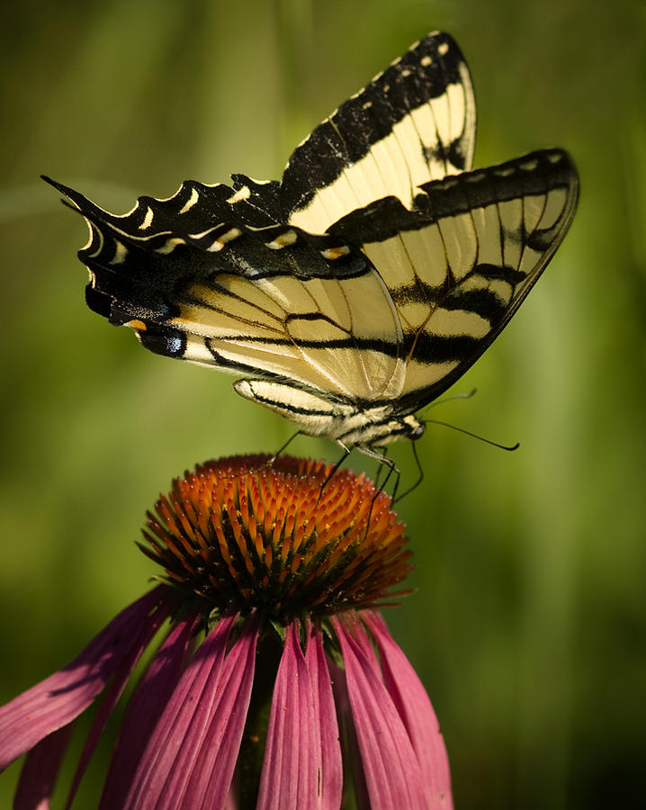 Macro Butterfly Photograph by Jack Zulli