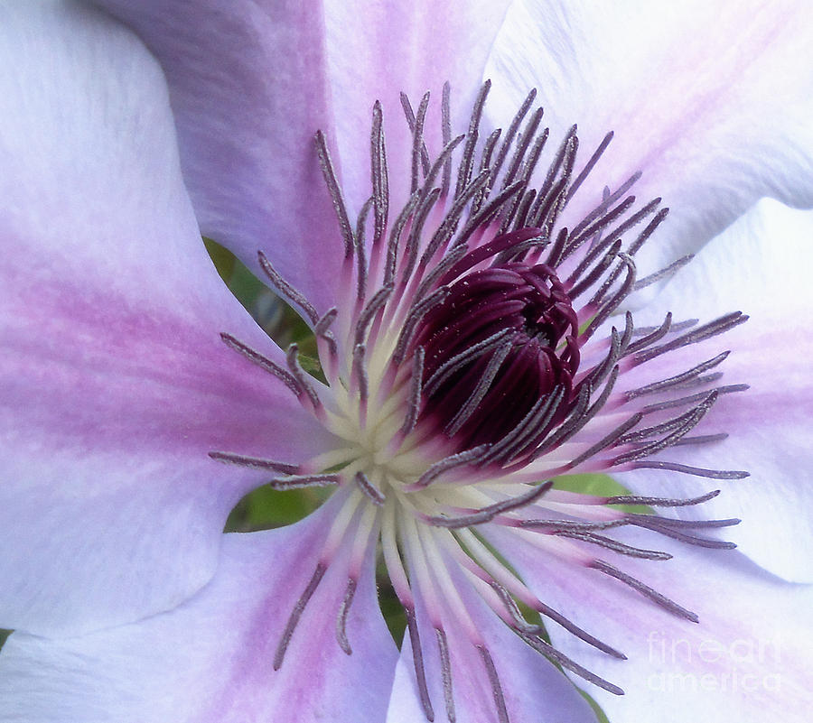 Flowers Still Life Photograph - Macro Clematis Flower by Eva Thomas