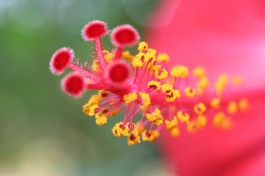 Macro Close Up Of Hibiscus Pollen  Photograph by Taiche Acrylic Art