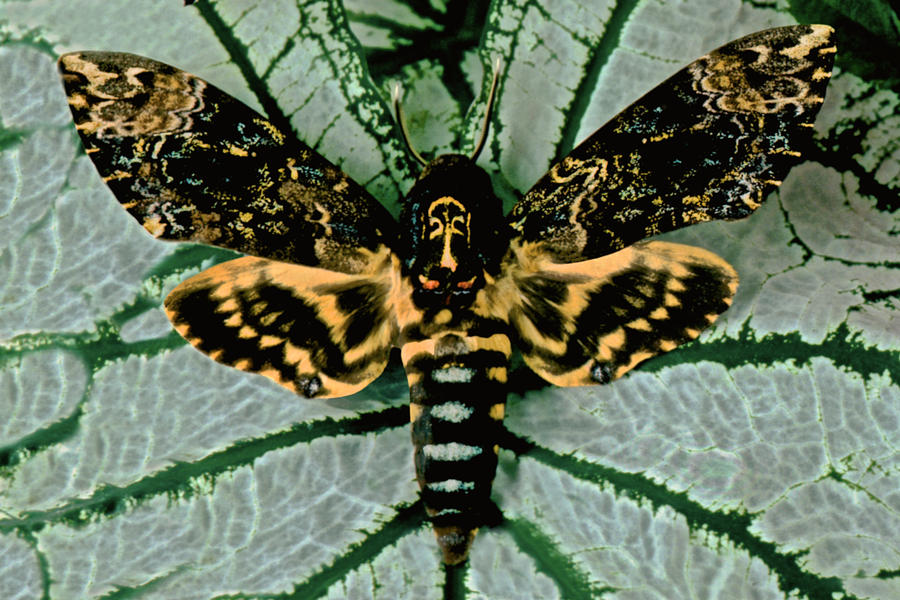 Wildlife Photograph - Macro Closeup Of The Death Head Hawkmoth by Leslie Crotty