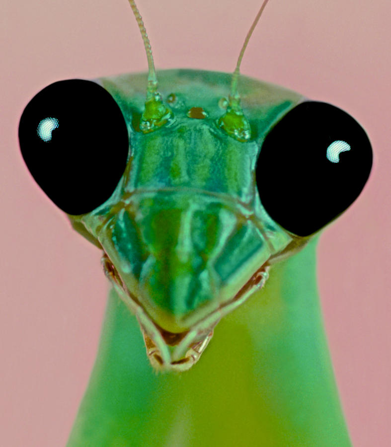 Macro Closeup Of The Female Chinese Mantis Photograph by Leslie Crotty ...