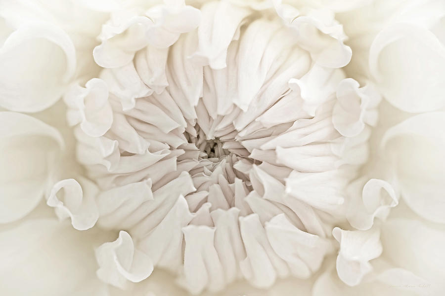 Flowers Still Life Photograph - Macro Dahlia Flower Ivory White by Jennie Marie Schell