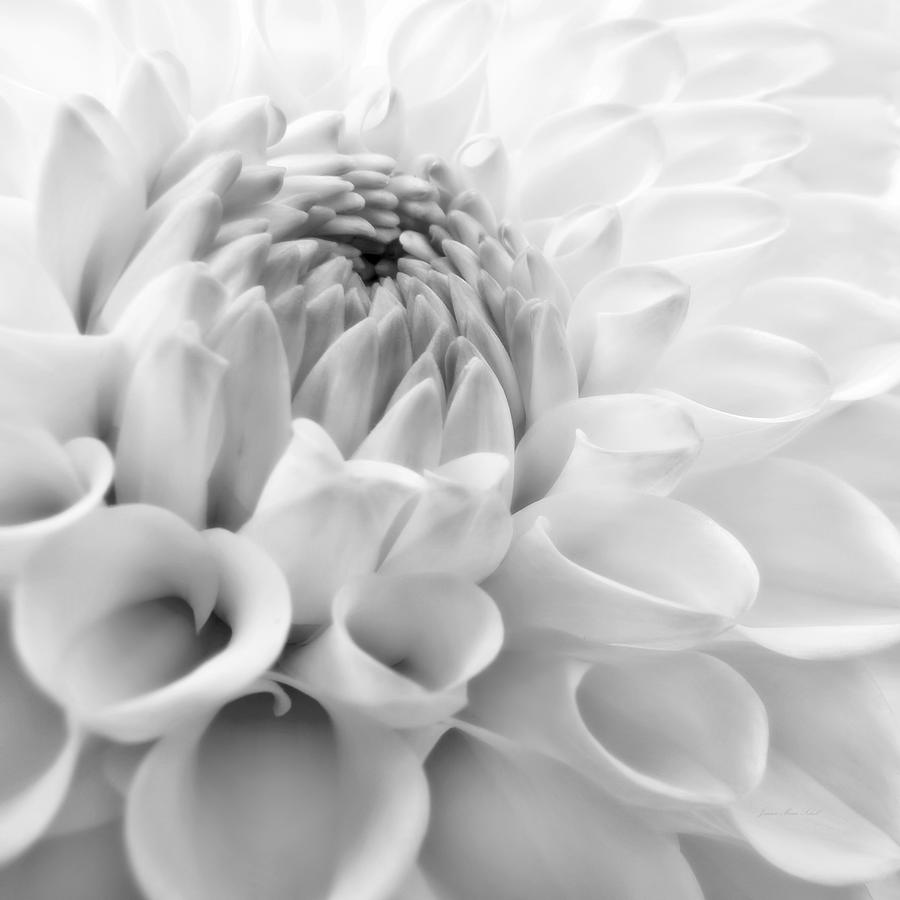 Macro Dahlia Flower Monochrome Photograph by Jennie Marie Schell
