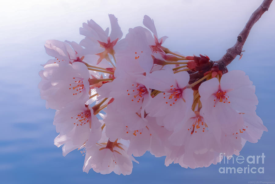 Macro DC Cherry Blossoms Photograph by Jeff at JSJ Photography