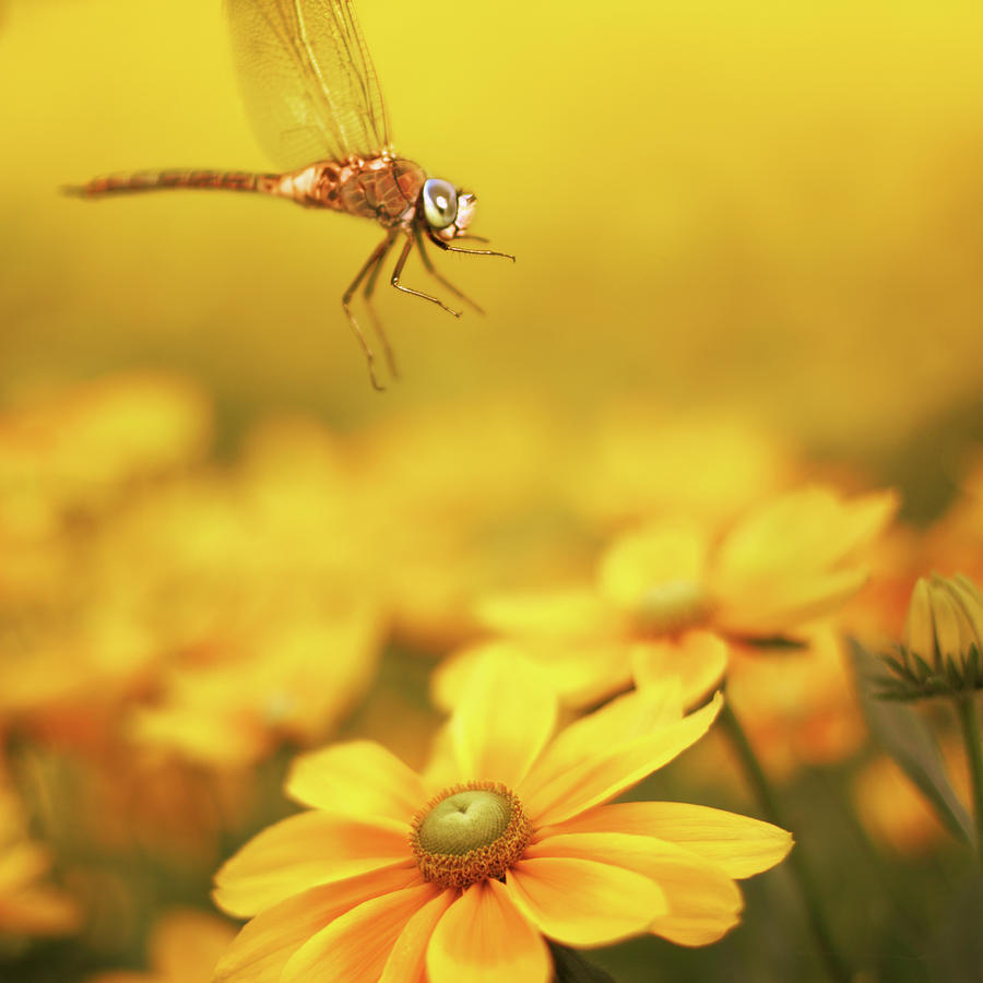 Macro Dragonfly And Yellow Flower Photograph by O-che
