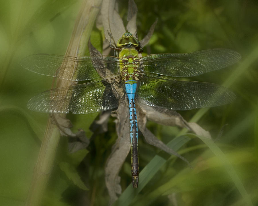 Nature Photograph - Macro Dragonfly by Jack Zulli
