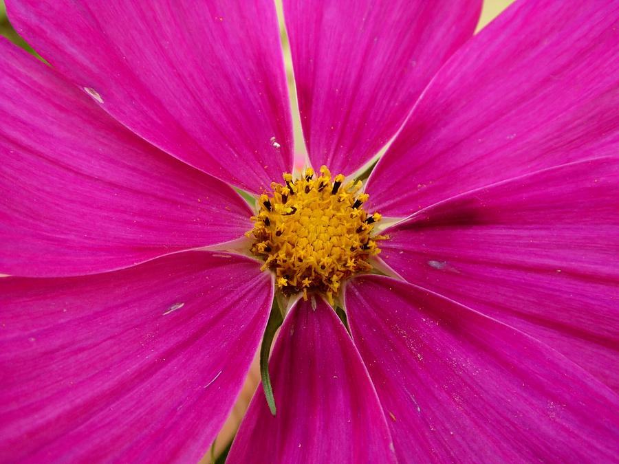 Macro Flower Photograph by Melanie Marthaler | Pixels