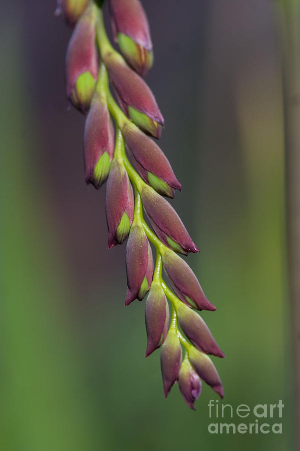 Macro Flower Study Photograph by Morgan Wright