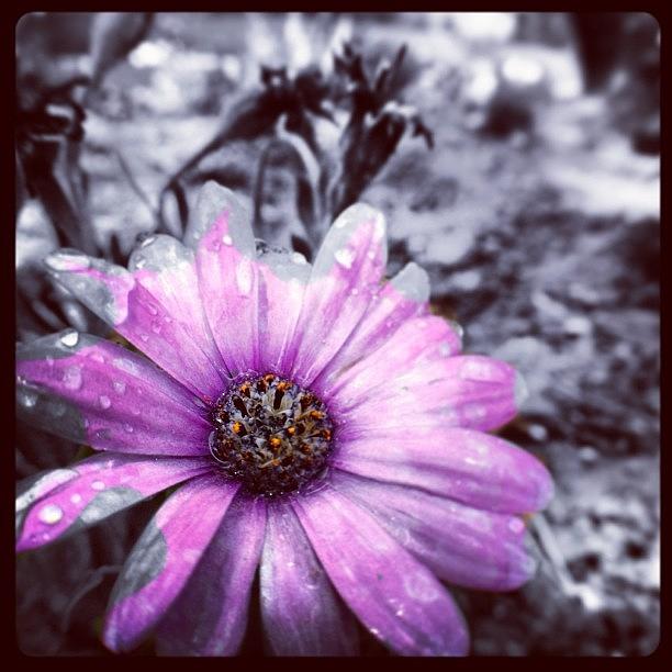 Nature Photograph - #macro #flowers #floral #edit by Jenn Waite