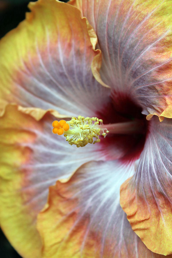 Macro Hibiscus Photograph by Mary Haber
