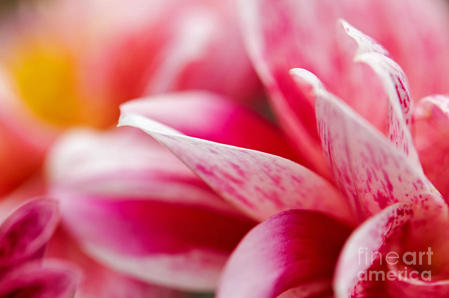 Macro image of a pink flower Photograph by Nick  Biemans