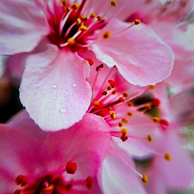 Spring Photograph - #macro #iphoneonly #mybackyard by Steven Shewach