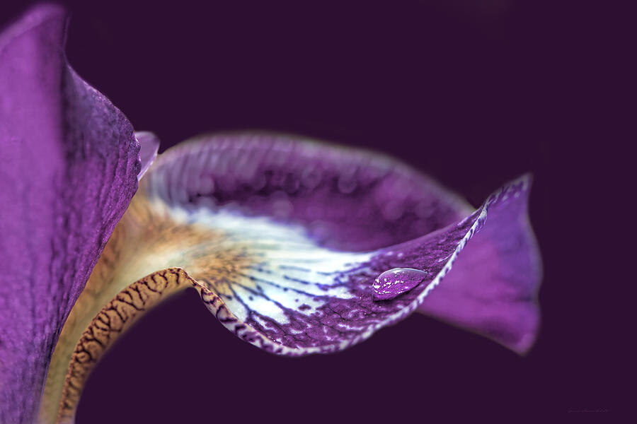 Macro Iris Flower Raindrop Photograph by Jennie Marie Schell