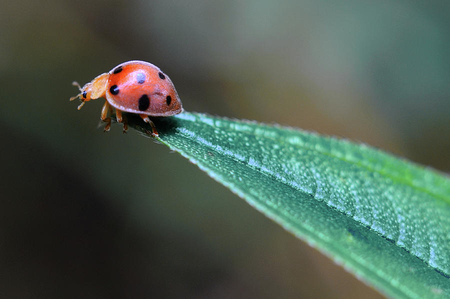 Macro - Ladybird Photograph by Fiftymm99