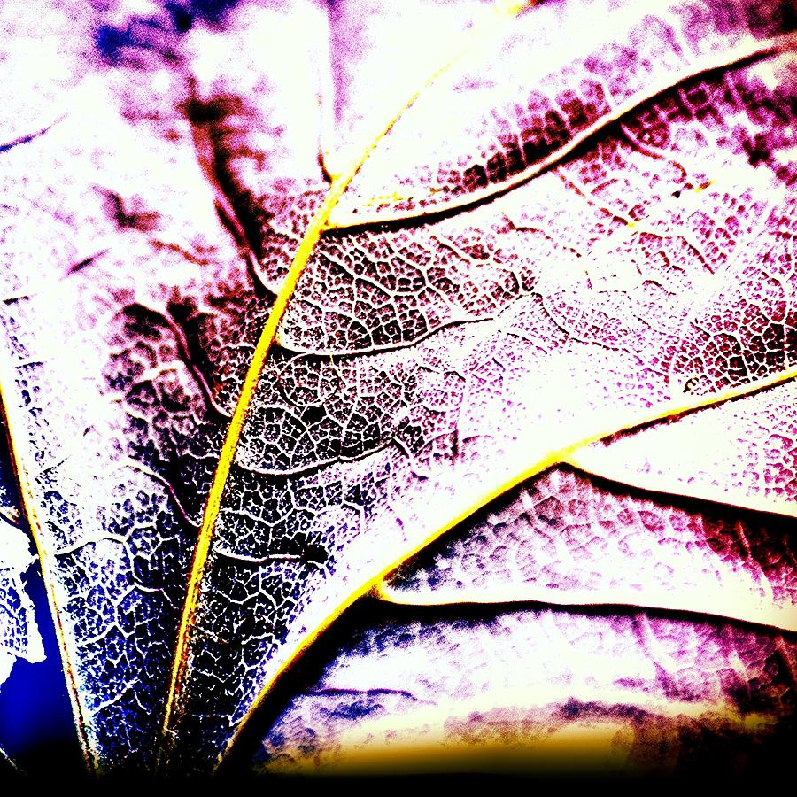 Macro Leaf Photograph by Jason Roust