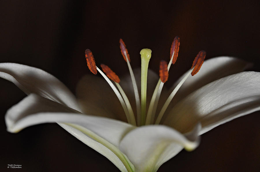 Macro Lily Photograph by Teresa Blanton