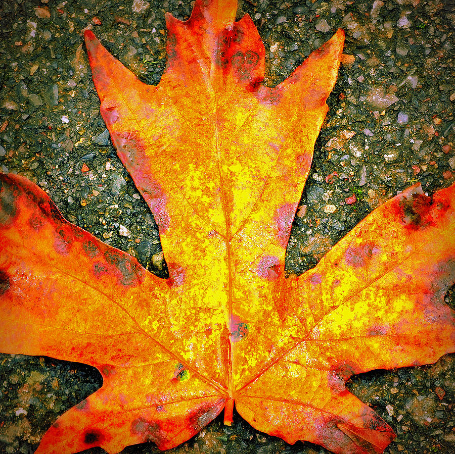 Macro Maple Autumn Photograph by Tikvahs Hope