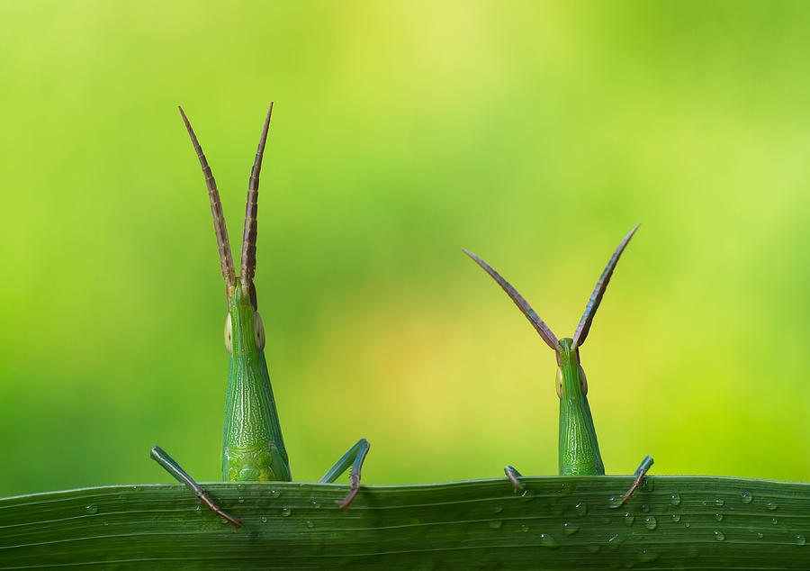 Grasshopper Photograph - Macro by Mehdi Kamran