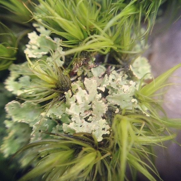 Macro, Moss And Lichen Photograph by Midlyfemama Kosboth