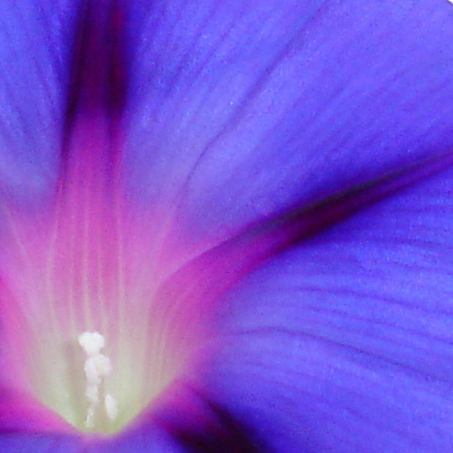 Macro of A Royal Purple Ipomoea Flower Photograph by Taiche Acrylic Art